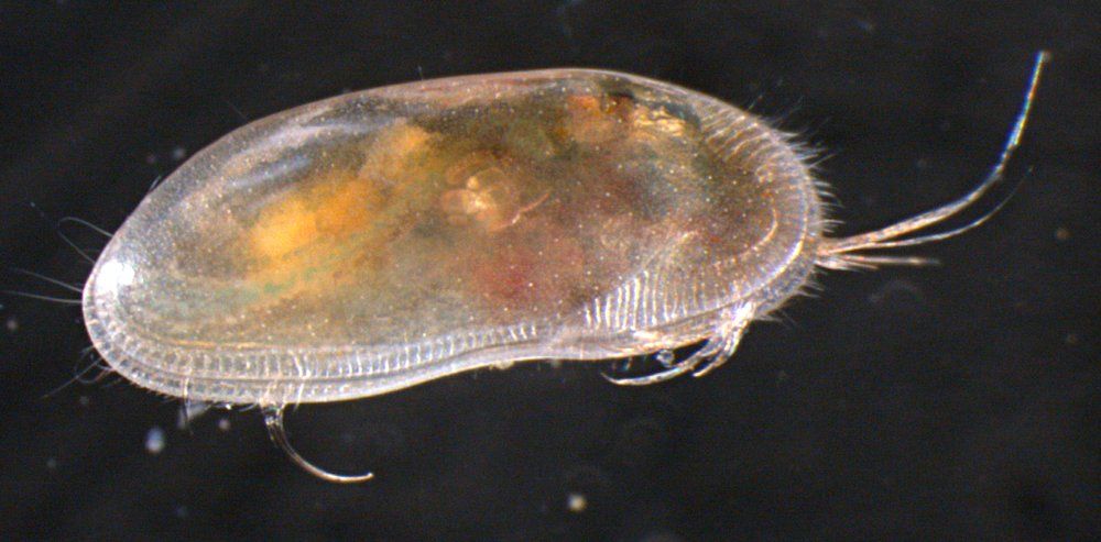 Представитель Семейства Candonidae